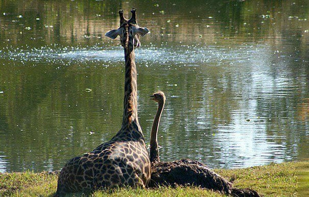 avestruz y jirafa sentadas en el pasto viendo un estanque 