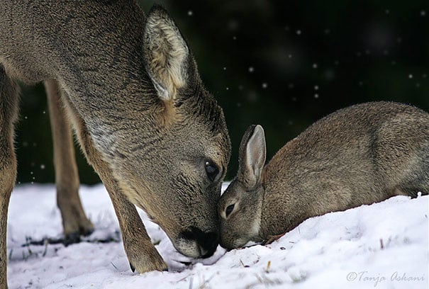 ciervo y conejo jugando en la nieve tocándose su anriz