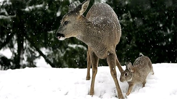 ciervo y conejo jugando en la nieve 