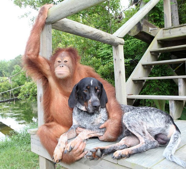 orangutan abrazando a un perro 