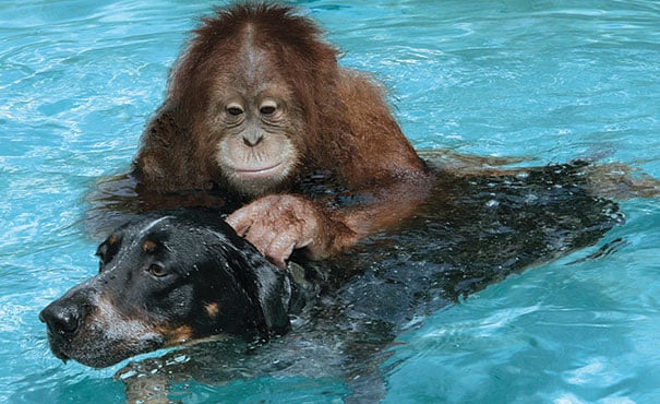 orangutan nadando junto a un perro en una piscina 