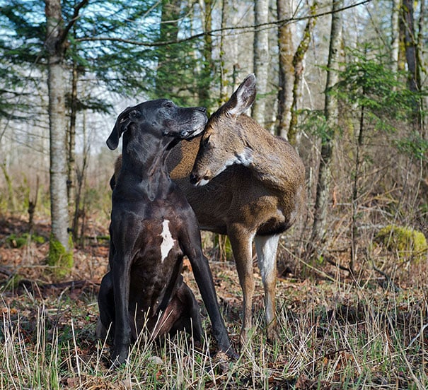 ciervo y perro gran danés 