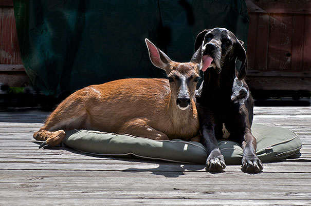 perro gran danés lamiendo la oreja a un ciervo 