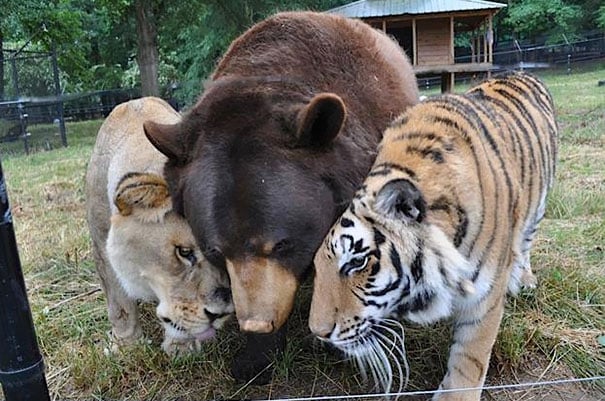 oso, tigre y león juntos en una reserva de animales