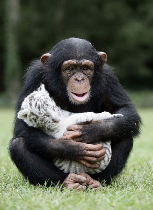 chango jugando con un tigre blanco 