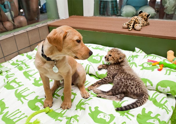 perro labrador bebé y cheetah bebé juntos en una cuna 