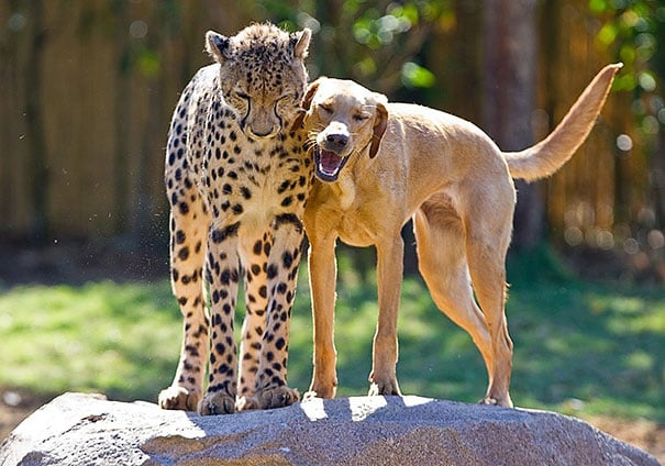 cheetah junro a un perro labrado 
