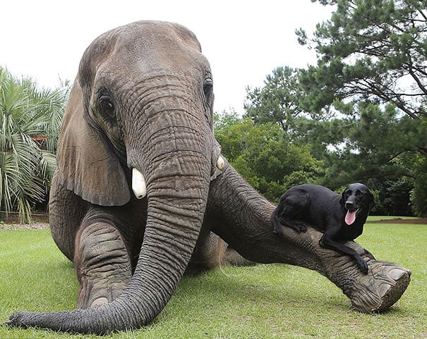 elefante sobre un elefante 