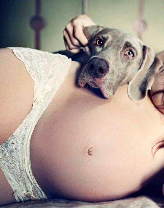 perros y embarazadas (11)