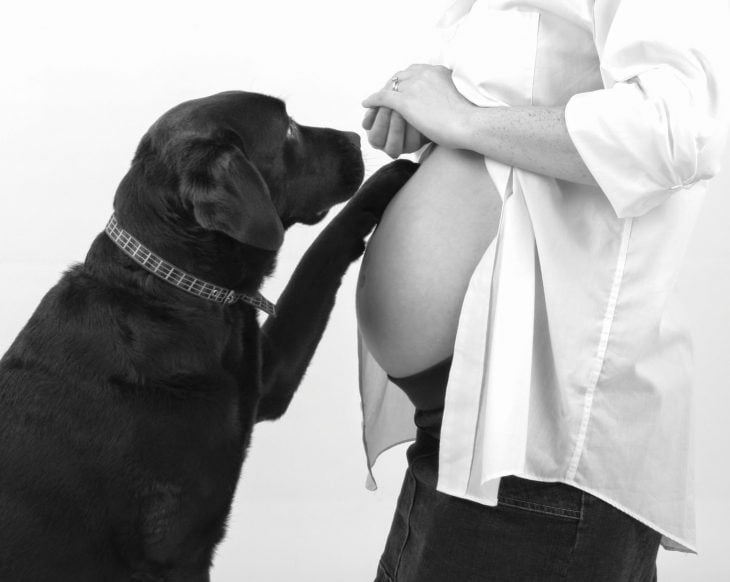perros y embarazadas (2)