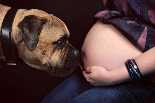 perros y embarazadas (26)