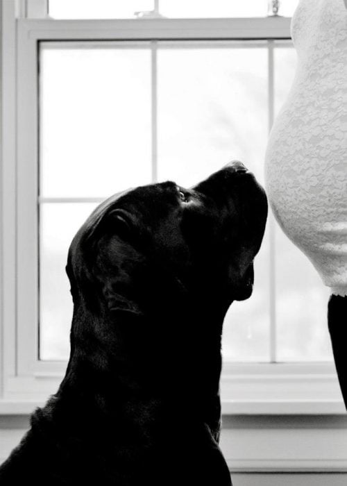 perros y embarazadas (27)