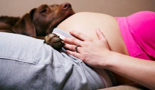 perros y embarazadas (28)