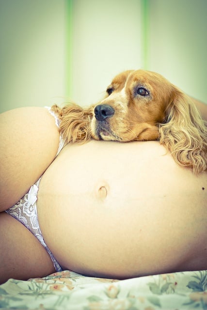 perros y embarazadas (3)