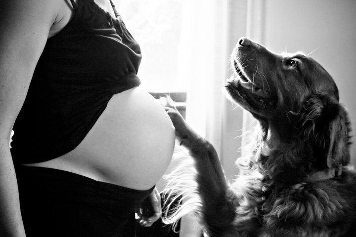 perros y embarazadas (30)