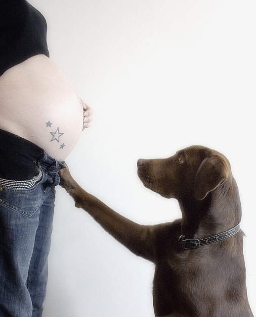 perros y embarazadas (6)