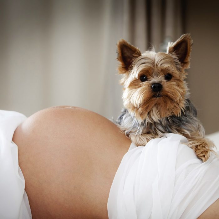 perros y embarazadas (8)