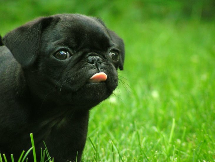 pug negro sacando la lengua