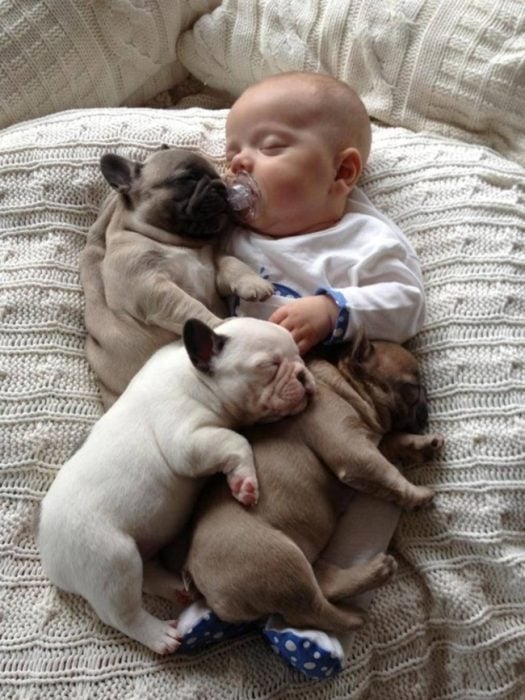 cachorros pug recostados junto a un bebé 