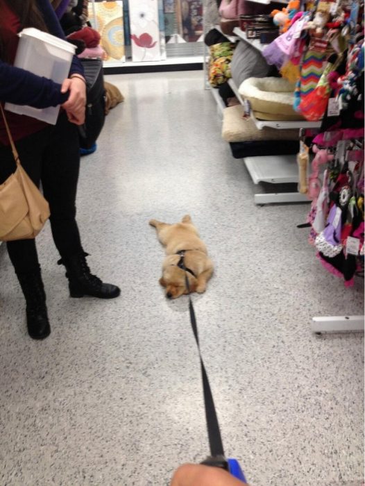 perrito siendo jalado por una correa mientras camina por los pasillos de una tienda 