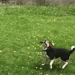 perrito intentando atrapar un juguete con su boca