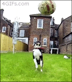 perrito saltando por una pelota 