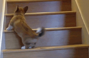 cachorro intentando subir las escaleras