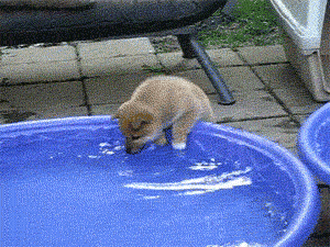 perrito tocando el agua de una alberca 
