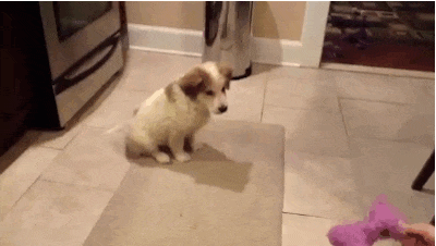 perrito cachorro atrapando un juguete en el aire