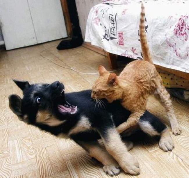 perro peleando con el gato 