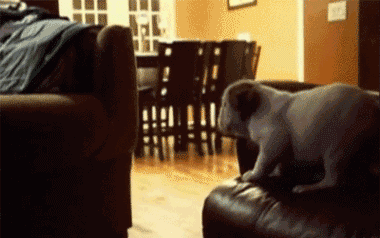 perrito intentando saltar de un sillón a otro 