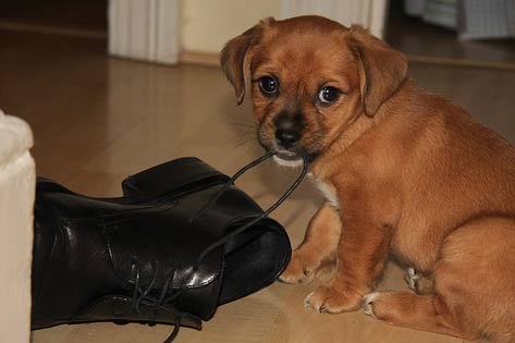 cachorro mordiendo un zapato color negro 