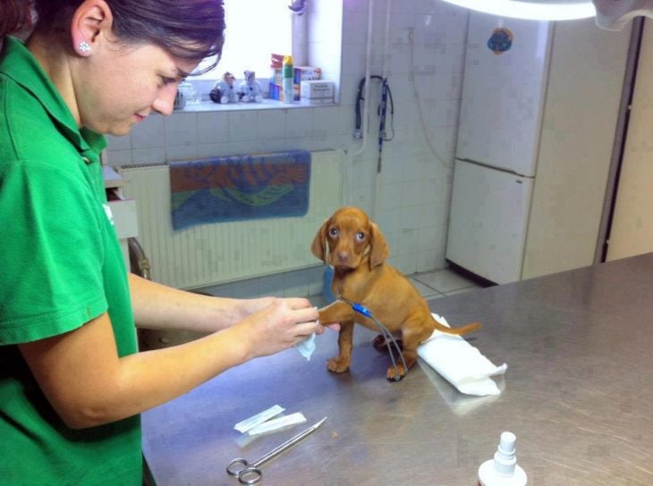 perrito sobre una planca en el consultorio de un veterinario 