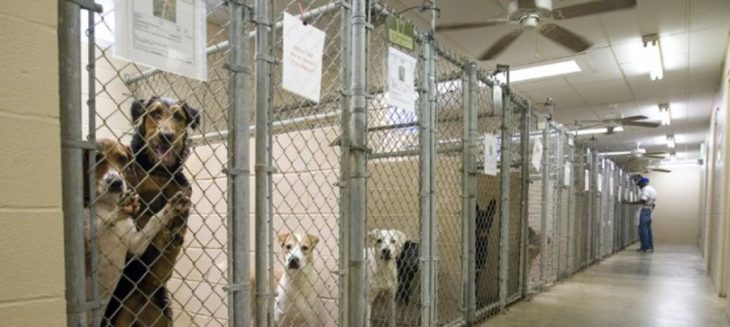 perritos que están en un refugio 