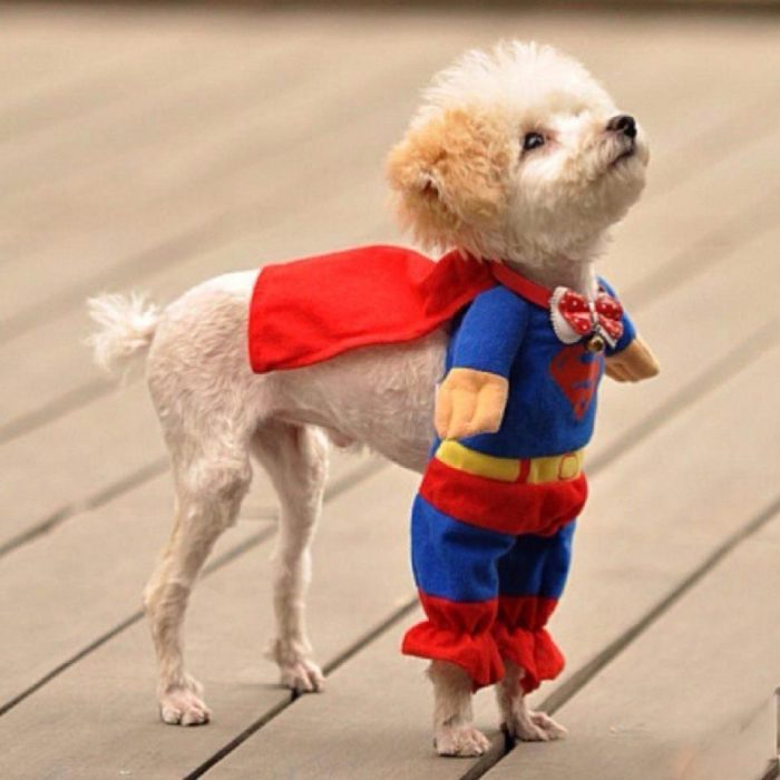 perrito con un traje de super héroe parado en el suelo de una casa 