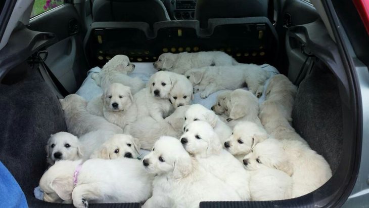 cachorros labrador en una camioneta 