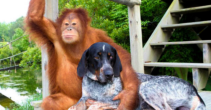 15 Inusuales amistades entre animales que te cautivarán
