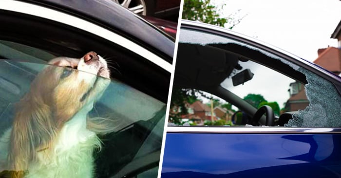 Ahora en Tennessee es LEGAL romper la ventana de un auto para SALVAR a una mascota