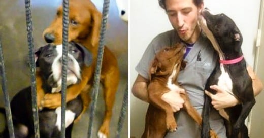 Conmovedora FOTO de perros abrazados se vuelve viral y los SALVA de ser sacrificados