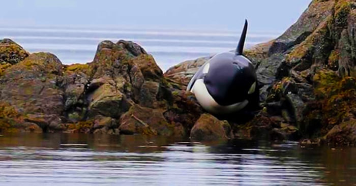 Una orca quedó ATRAPADA en las rocas y lloró desconsoladamente pidiendo AYUDA. Por suerte ellos llegaron