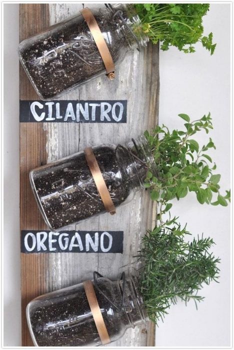 Cultivos de cilantro y oregano