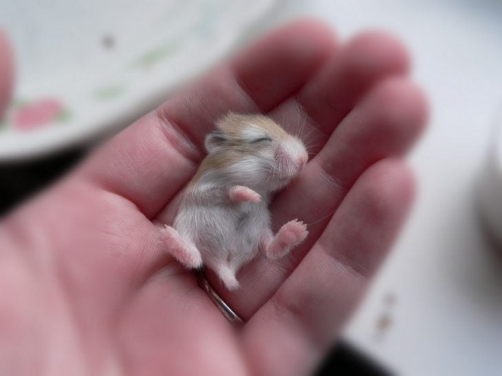 Bebe Raton 25 Fotos de animales bebés que te derretirán el corazón