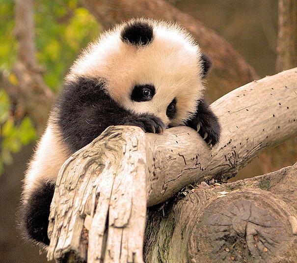https://www.okchicas.com/wp-content/uploads/2015/07/Fotos-de-animales-beb%C3%A9s-8.jpg