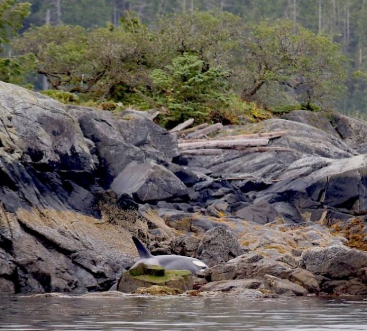 Orca varada en la bahía