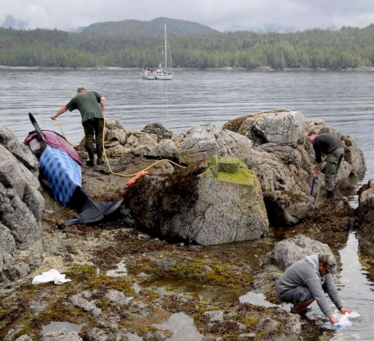 Rescatistas manteniendo húmeda a orca varada 