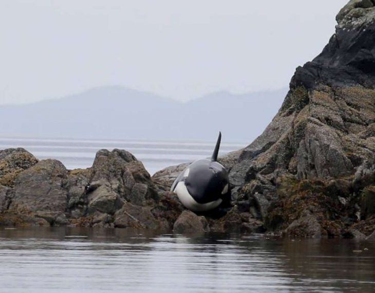 Orca varada en la bahía llorando 