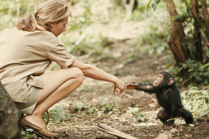 Chica dándole la mano a un chimpancé 