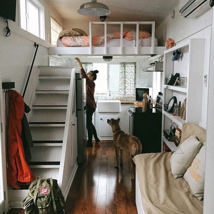 perro gran danes viviendo en un apartamento pequeño 
