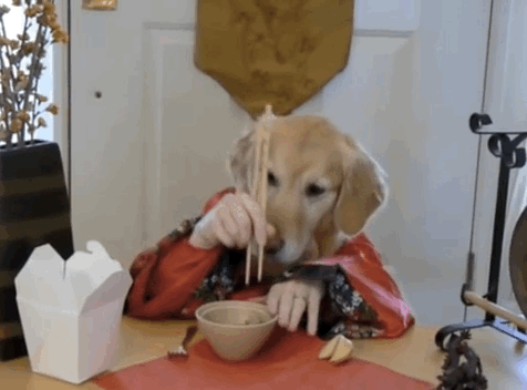 Gif perro comiendo con palillos chinos 