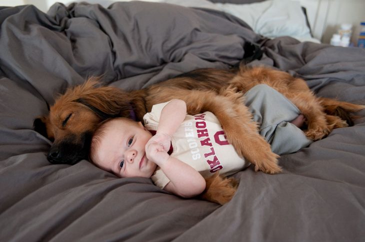 Perro y bebé dormidos en la misma cama 